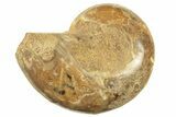 Jurassic Cut & Polished Ammonite Fossil (Half) - Madagascar #223242-1
